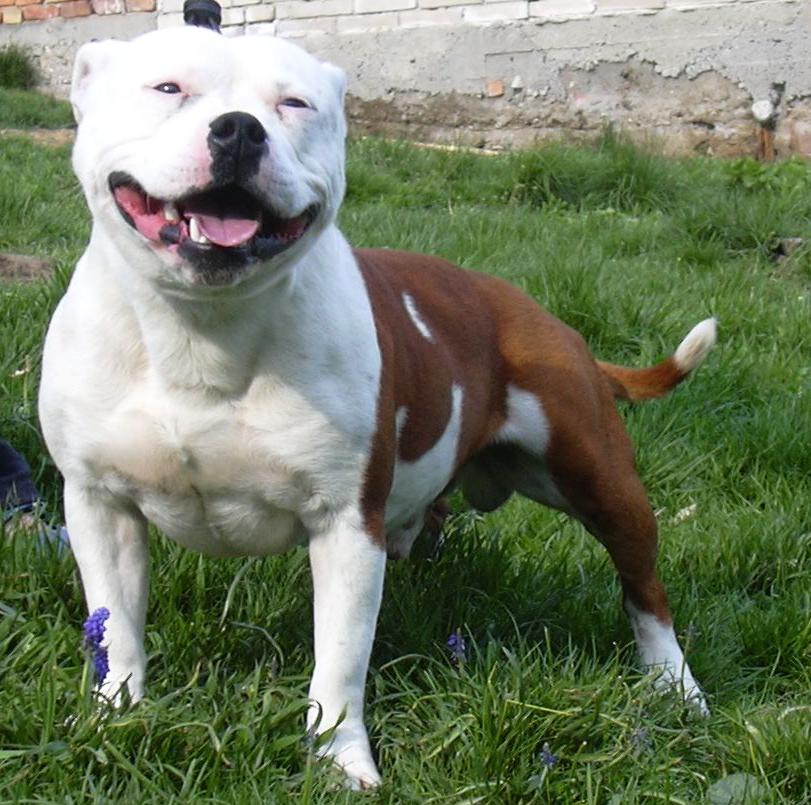 Bittersweet Symphony - Great n' Glory