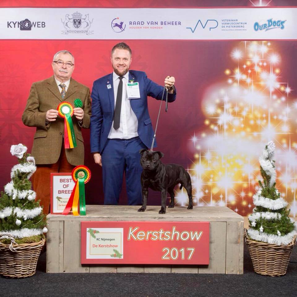 Bester Staffordshire Bullterrier Show Gorinchem