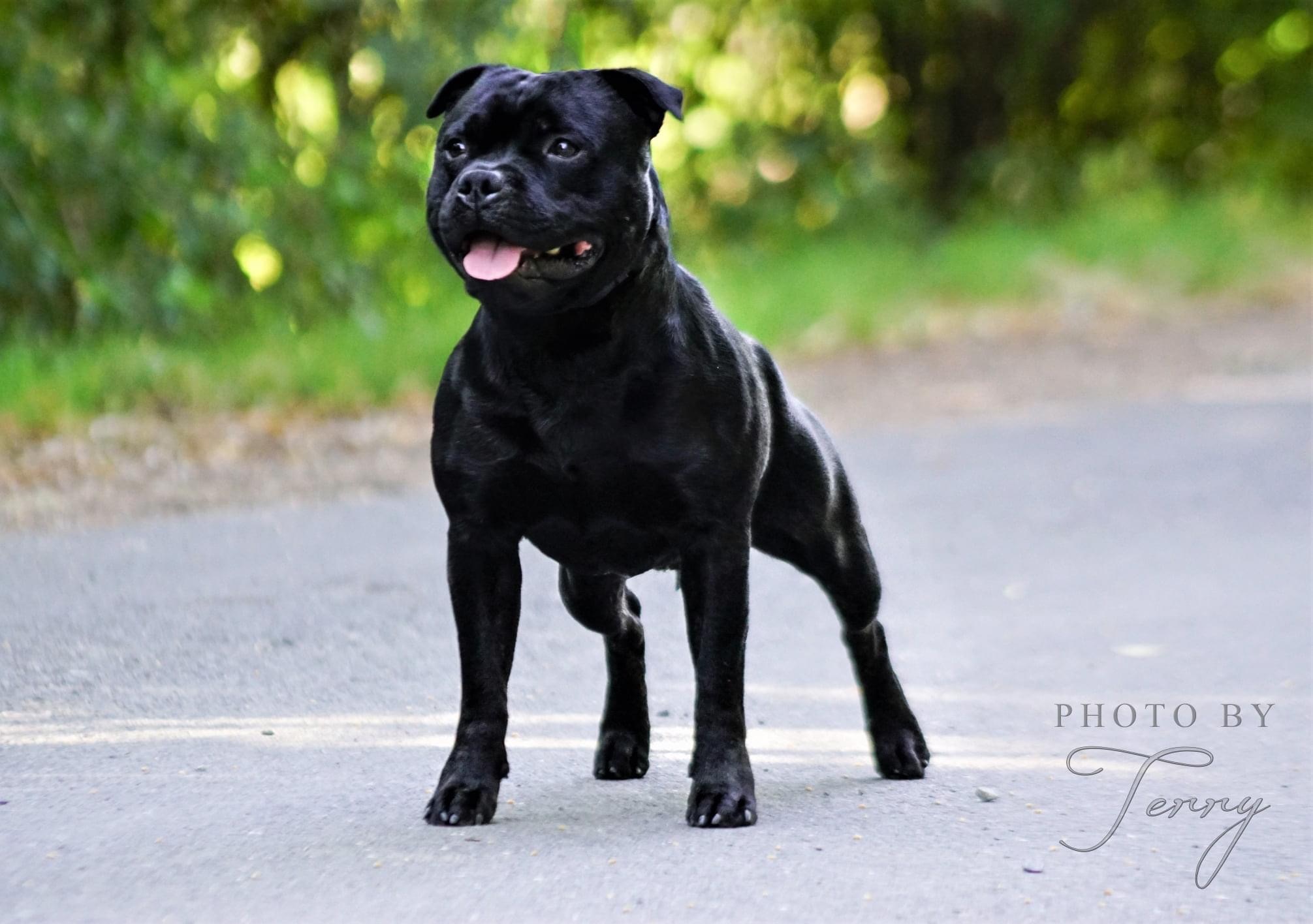 Terrier Gruppe Sieger (Bester Hund aller Terrierrassen & Best of Breed